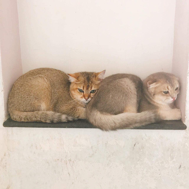 Linh Ngọc Đàm khiến dân mạng 'ngã ngửa' khi 'bóc' giá 'dàn boss' cực xinh xắn