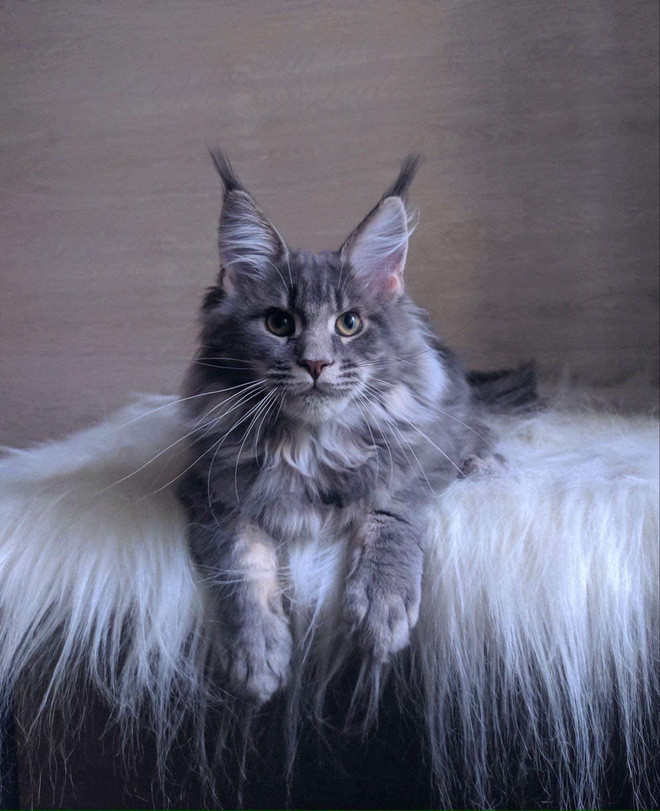 Linh Ngọc Đàm khiến dân mạng 'ngã ngửa' khi 'bóc' giá 'dàn boss' cực xinh xắn