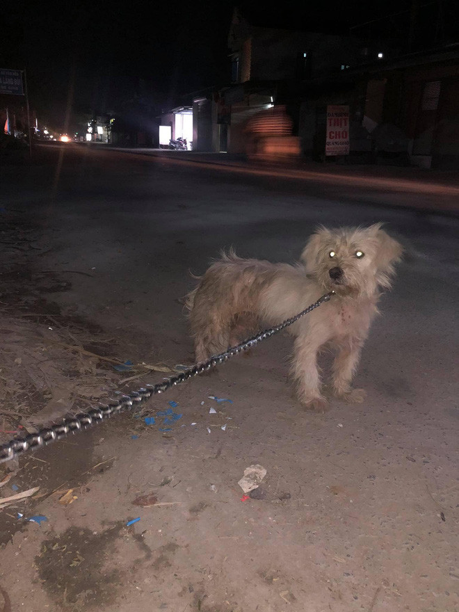 Xúc động trước câu chuyện chú chó thất lạc một năm trước được chủ tìm thấy tại hàng thịt chó mèo như phép màu giữa đời thường Ảnh 4