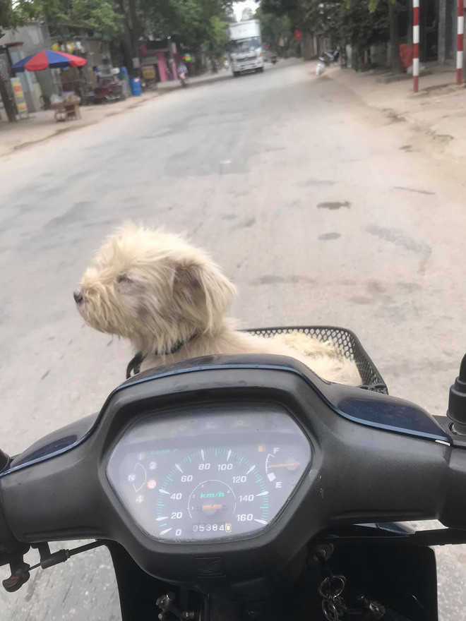 Xúc động trước câu chuyện chú chó thất lạc một năm trước được chủ tìm thấy tại hàng thịt chó mèo như phép màu giữa đời thường Ảnh 6