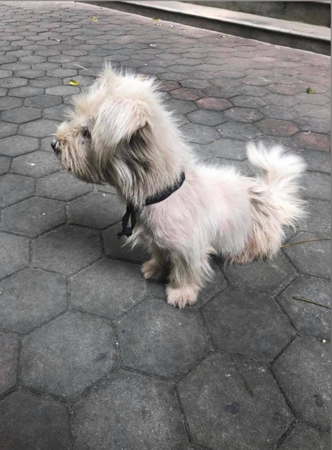 Xúc động trước câu chuyện chú chó thất lạc một năm trước được chủ tìm thấy tại hàng thịt chó mèo như phép màu giữa đời thường Ảnh 5