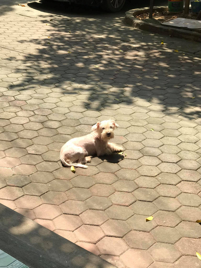 Xúc động trước câu chuyện chú chó thất lạc một năm trước được chủ tìm thấy tại hàng thịt chó mèo như phép màu giữa đời thường Ảnh 7