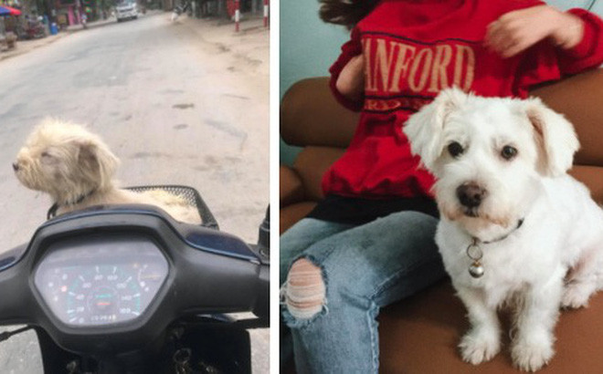 Xúc động trước câu chuyện chú chó thất lạc một năm trước được chủ tìm thấy tại hàng thịt chó mèo như phép màu giữa đời thường Ảnh 8