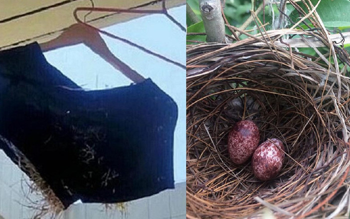 Trở lại KTX sau thời gian dài nghỉ dịch, nam sinh tá hỏa phát hiện chiếc quần bỏ quên bị…chim làm tổ Ảnh 2