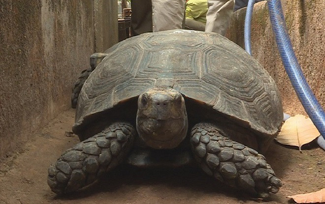 Phát hiện 127 cá thể rùa được một hộ dân ở Đak Lak nuôi nhốt trong nhà Ảnh 2