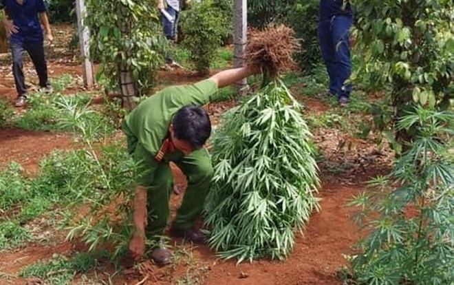 2 hộ gia đình ở Đắk Lắk trồng gần 600 cây cần sa để cho gà ăn phòng dịch bệnh Ảnh 2