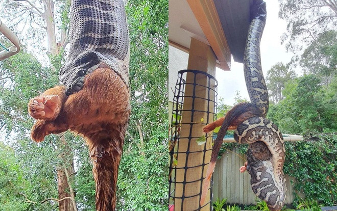 Trăn khổng lồ treo lơ lửng trên mái nhà, miệng ngoạm chặt con chồn Ảnh 2