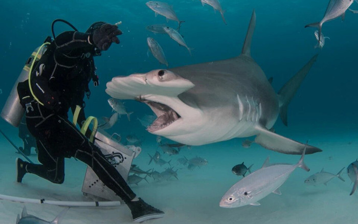 'Sởn tóc gáy' cảnh thợ lặn dùng máu tươi dẫn dụ cá mập đầu búa Ảnh 2
