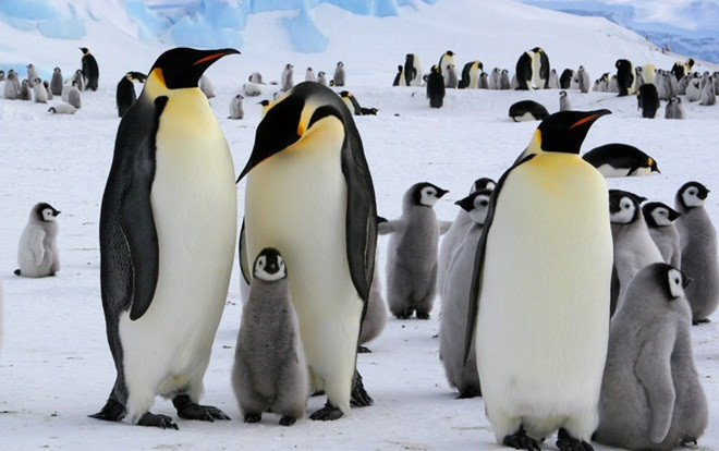 Các nhà khoa học bị 'say' vì phân của chim cánh cụt ở Nam Cực Ảnh 2