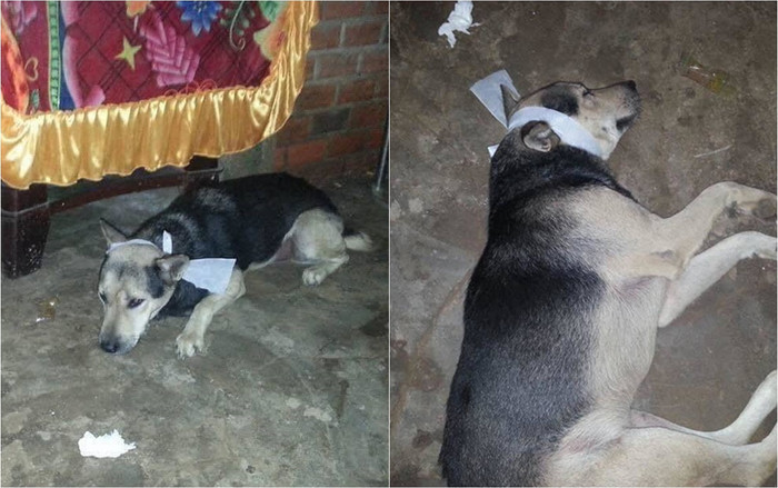 Chú chó trung thành tuyệt thực, nằm phục bên lĩnh cữu của chủ nhân cho tới lúc ra đi khiến cộng đồng mạng xúc động Ảnh 2