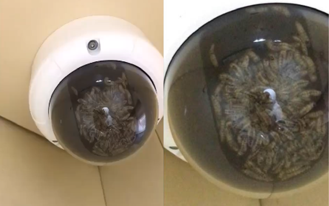 Nam sinh tá hỏa phát hiện thứ 'khủng khiếp' lúc nhúc, bốc mùi hôi trong camera an ninh ở chung cư Ảnh 2