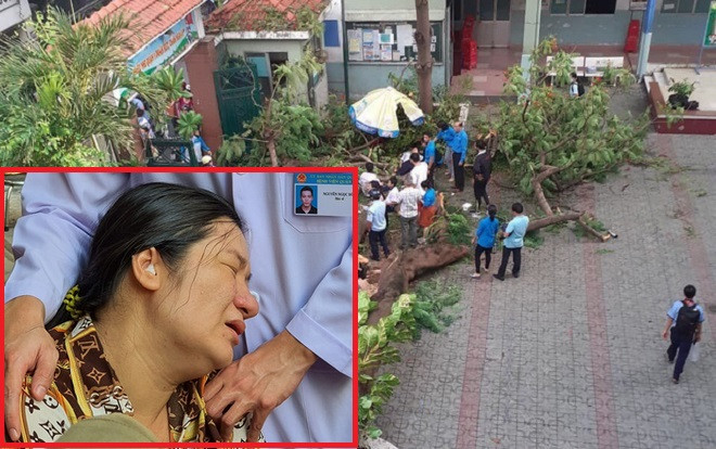 Bé trai tử vong do cây phượng bật gốc đè lên người: 'Mới ăn sáng được 2 -3 muỗng là cây gãy cái đùng' Ảnh 2