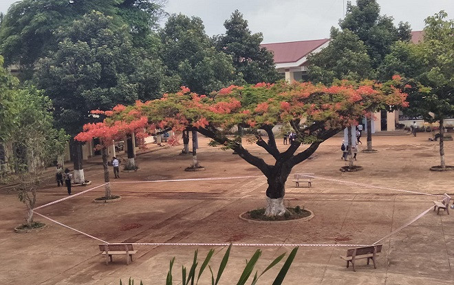 Sau vụ phượng vĩ đổ, một trường học ở Gia Lai quyết định 'niêm phong' cây phượng đẹp nhất trong sân trường Ảnh 2