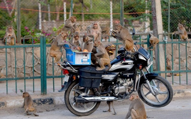 Bầy khỉ chạy trốn sau khi lấy cắp mẫu máu bệnh nhân COVID-19 Ảnh 2