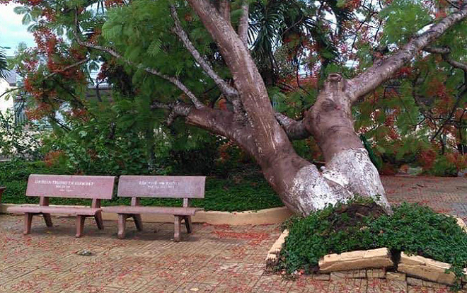 Thêm một cây phượng bật gốc trong trường tiểu học Ảnh 2