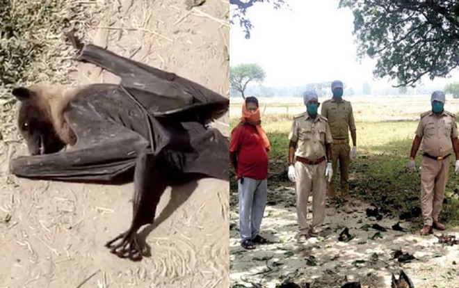 Bí ẩn hàng trăm xác dơi từ trên trời rơi xuống mặt đất giữa ban ngày Ảnh 2