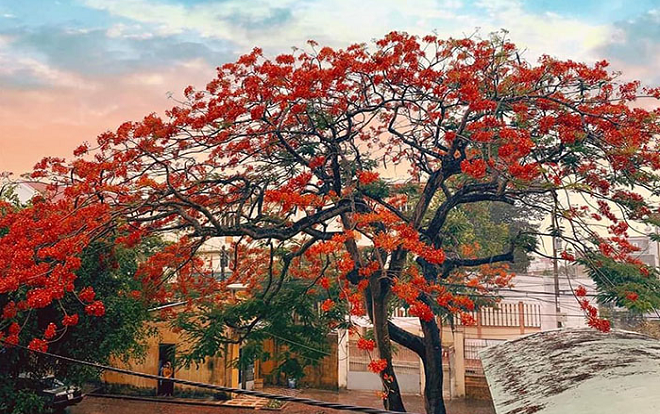 Những cây phượng trong khuôn viên trường bị đốn hạ khiến nhiều người tiếc nuối: Mùa hè của học sinh rồi sẽ đi về đâu? Ảnh 2