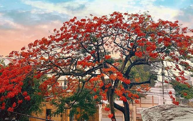 Hàng loạt cây phượng bị đốn hạ tại trường học: Khi biểu tượng mùa hè sụp đổ và nỗi buồn cho tuổi học trò Ảnh 2