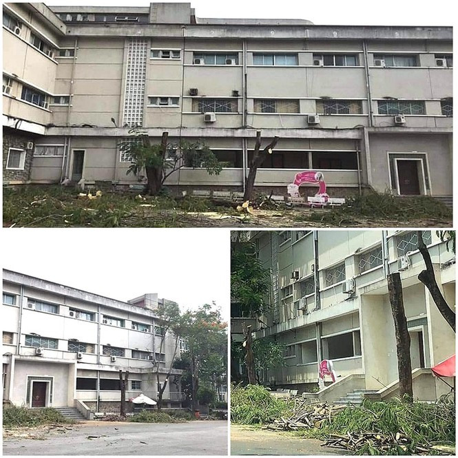 Hàng loạt cây phượng bị đốn hạ tại trường học: Khi biểu tượng mùa hè sụp đổ và nỗi buồn cho tuổi học trò Ảnh 4