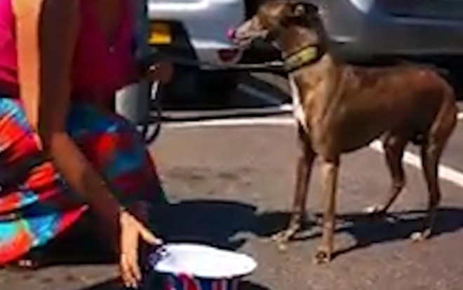 Người đi đường hợp lực cứu chú chó suýt chết trong ô tô nóng 43 độ C Ảnh 2