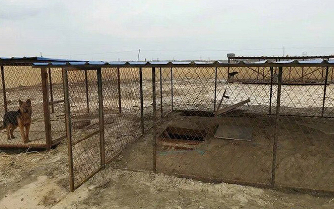 Những chiêu trò đào trộm bitcoin ‘cực dị’ ở Trung Quốc: Từ nghĩa trang cho đến tận chuồng chó Ảnh 2