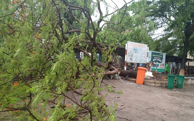 Thêm một cây phượng bật gốc trong sân trường ở Đồng Nai, 3 nữ sinh bị thương Ảnh 2