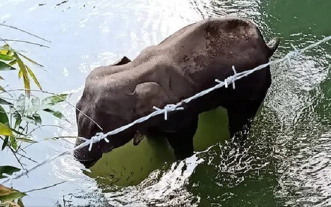 Voi mang thai chết vì ăn trái cây có chứa pháo nổ bên trong Ảnh 2