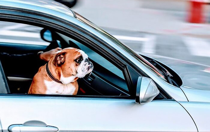 Hỏi xoáy đáp xoay: Vì sao một số người lại bị say xe còn người khác thì không? Ảnh 2