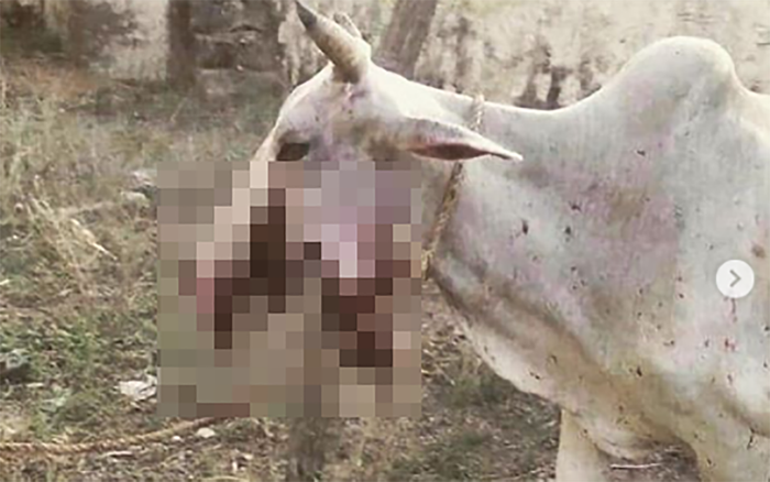 Đến lượt bò mang thai bị 'thổi bay' hàm vì ăn bột trộn thuốc nổ Ảnh 2