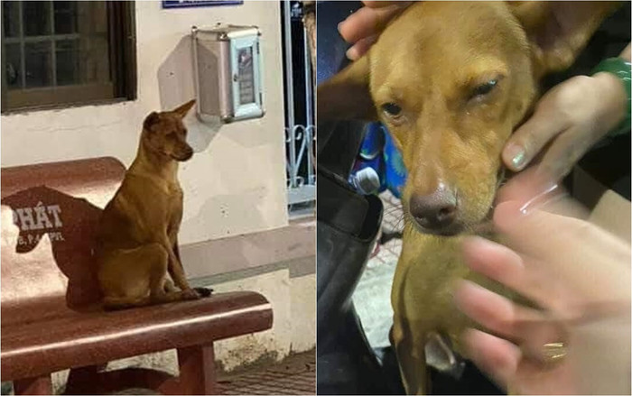 Dân mạng thích thú khi chứng kiến câu chuyện đi lạc của 'cô chó' thông minh, tự biết chạy đến đồn cảnh sát ngồi đợi chủ Ảnh 2