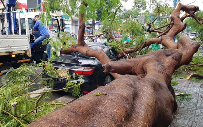 Mưa giông ở Cần Thơ khiến cây phượng vĩ cao hơn 10m bật gốc, đè trúng xe Camry Ảnh 2