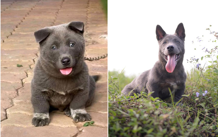 'Idol Nguyễn Văn Dúi' gây bất ngờ với màn 'dậy thì' khác lạ nhưng vẫn chiếm trọn 'spotlight' vì điều này  Ảnh 2