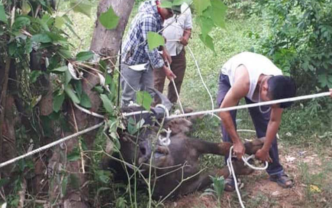 Trâu lạ lao vào vườn nhà húc tử vong một người phụ nữ Ảnh 2