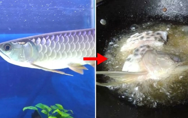 Người đàn ông 'khóc ròng' vì cá rồng tiền triệu bị đem đi chiên Ảnh 2