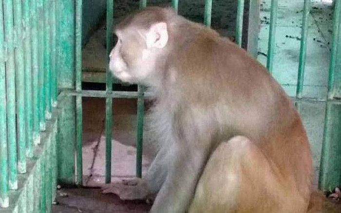 Tấn công 250 người, khiến 1 người bỏ mạng, khỉ nát rượu bị giam cầm hết đời Ảnh 2