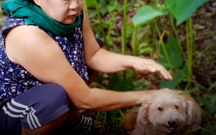 Chú chó thông minh phát hiện xác chủ chết đuối Ảnh 2