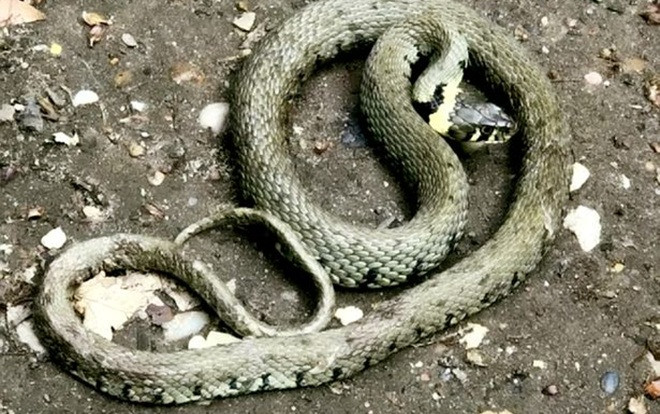 Đang đi dạo, người đàn ông hoảng hốt vì suýt bị rắn 'từ trên trời' rơi trúng đầu Ảnh 2
