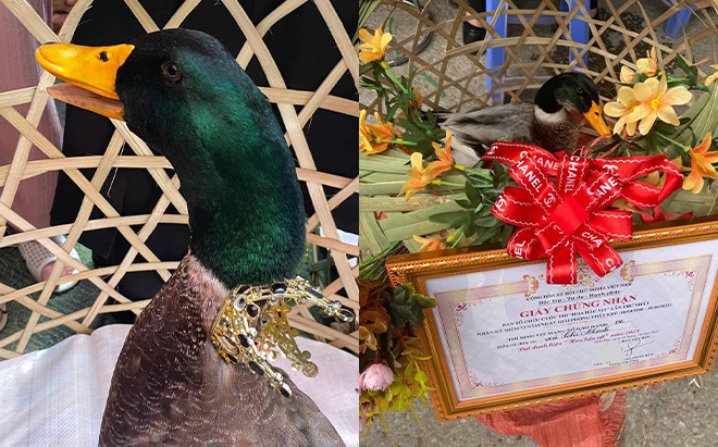 'Hoa hậu Vịt đầu xanh' ở Lạng Sơn gây sốt mạng xã hội Ảnh 2