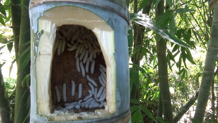 Loài sâu này sống trong thân cây tre nên rất sạch