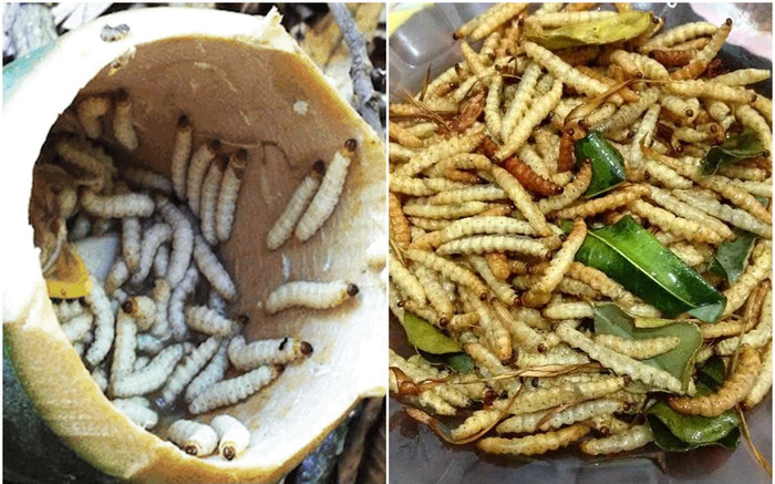 Loài sâu nhìn thì phát khiếp nhưng lại là đặc sản ngon lạ lùng ở Tây Bắc Ảnh 2