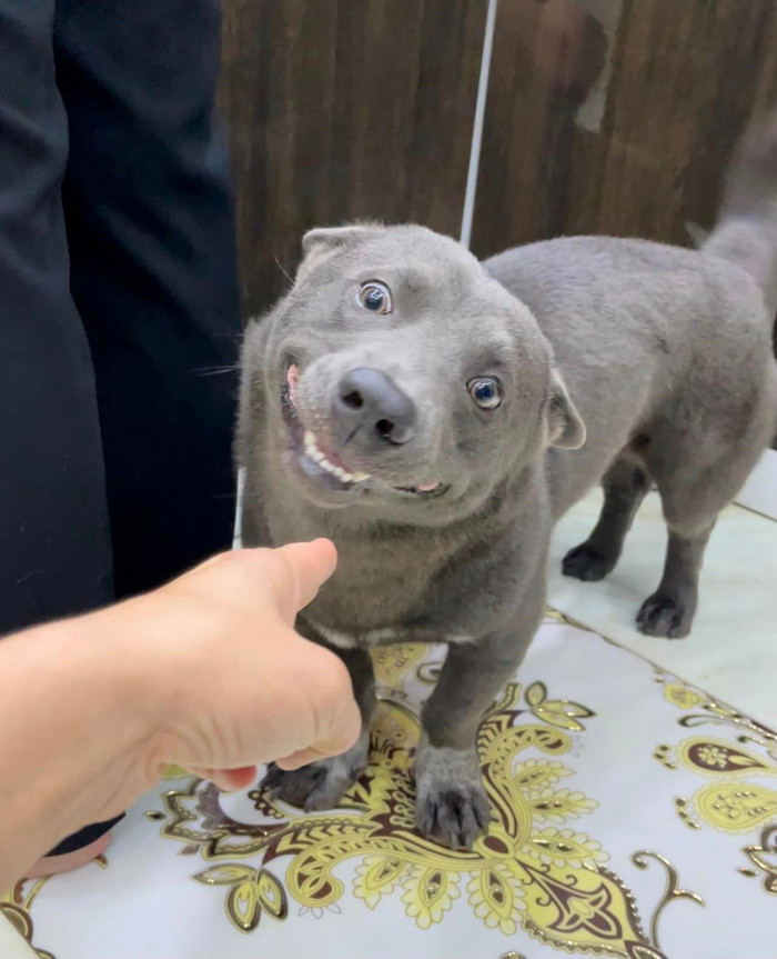 Dù không biết nói hay biểu diễn xiếc nhưng với vẻ ngoài dễ thương, biểu cảm độc đáo, vui vẻ, nghịch ngợm, Dúi đã làm xiêu lòng không chỉ những người yêu mến động vật. 