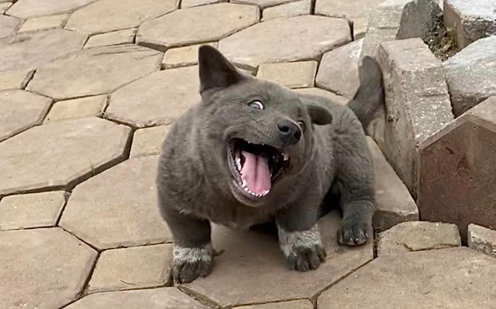 Nhìn lại loạt khoảnh khắc dễ thương của 'idol' Nguyễn Văn Dúi trước khi qua đời Ảnh 2