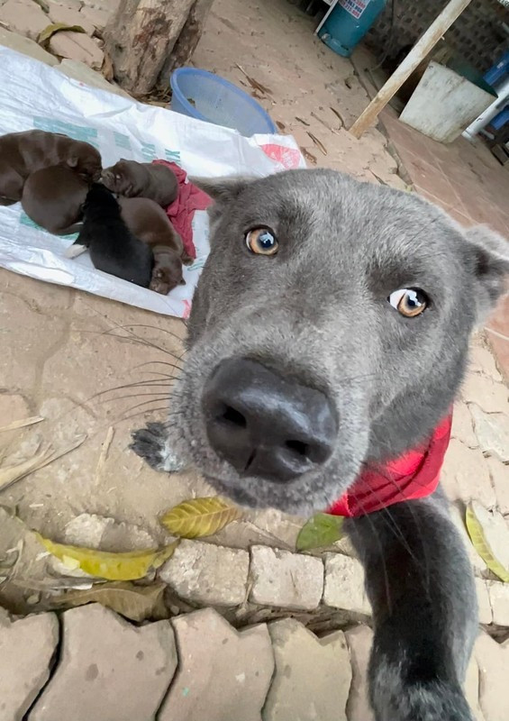 Sáng 18/10, mạng xã hội xôn xao chia sẻ thông tin về Dúi khiến nhiều người thương tiếc. 