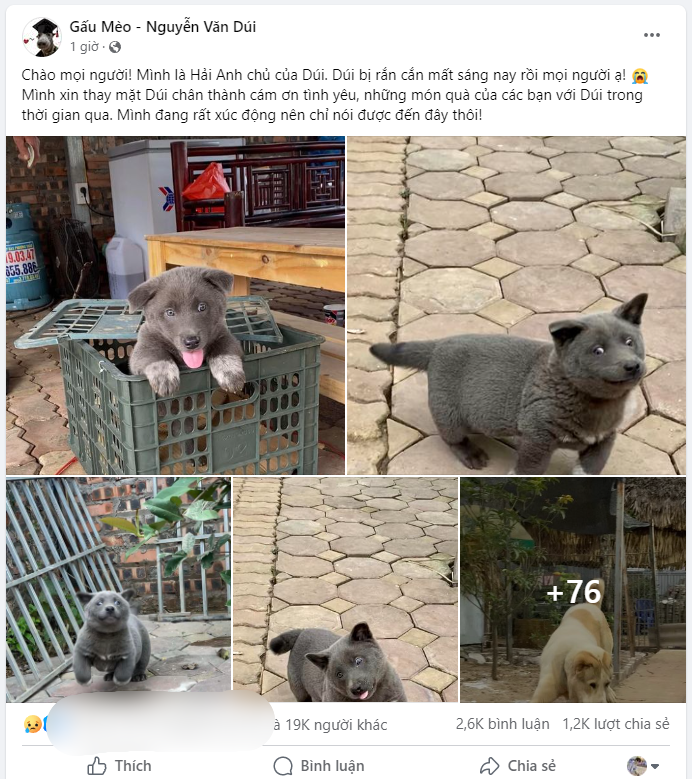 Theo thông tin từ page được lập dành riêng cho Nguyễn Văn Dúi chia sẻ: “Chào mọi người! Mình là Hải Anh - chủ của Dúi. Dúi bị rắn cắn mất sáng nay rồi mọi người ạ! Mình xin thay mặt Dúi chân thành cám ơn tình yêu, những món quà của các bạn với Dúi trong thời gian qua. Mình đang rất xúc động nên chỉ nói được đến đây thôi”.