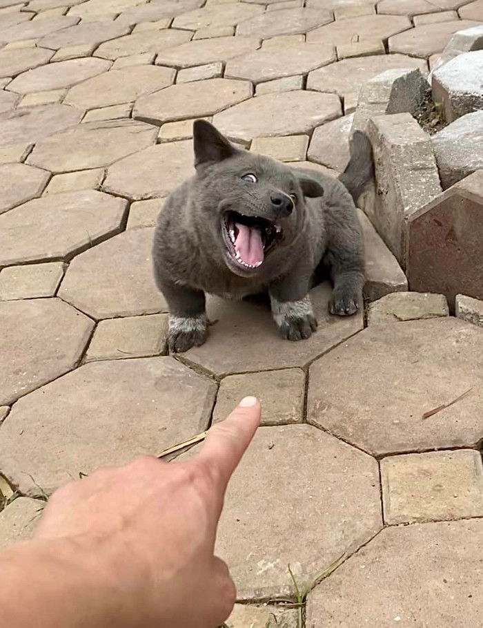 Vào hồi đầu năm 2022, Nguyễn Văn Dúi khiến dân mạng chú ý khi được chủ nhân khoe bức ảnh chụp cùng bên vợ và đàn con nhỏ của mình. Dù lên chức phụ huynh nhưng biểu cảm 'gợi đòn' của Dúi vẫn không hề thay đổi.