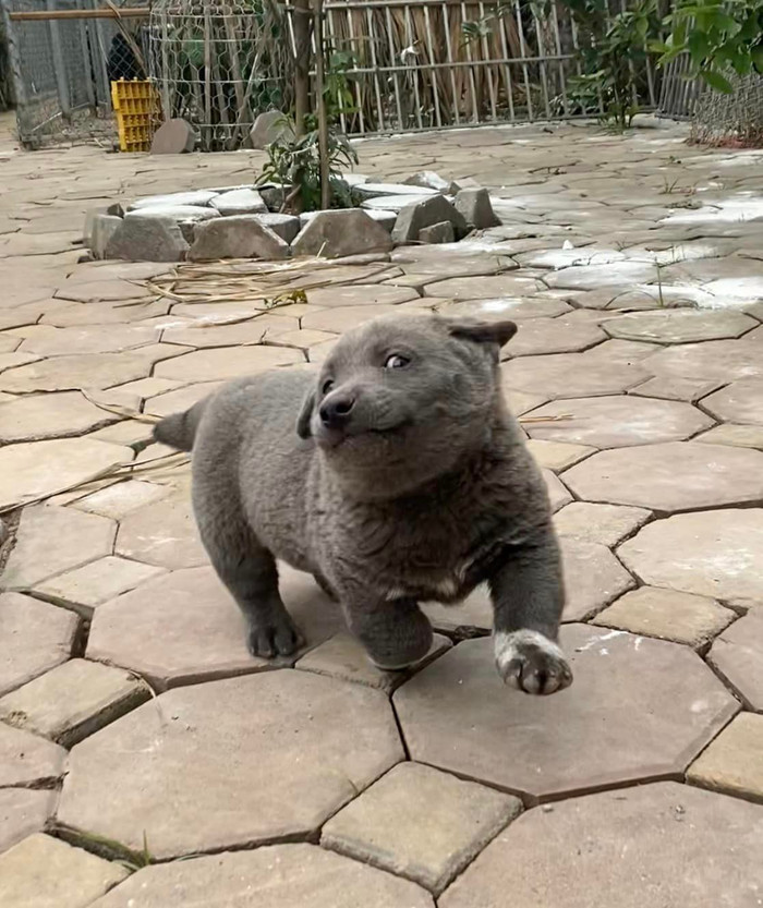 Được biết, trong số 5 đứa con của Dúi, có 'cậu cả' được nhận xét giống y hệt Dúi, 4 chú chó còn lại mang gen mẹ. Tuy nhiên, tính cách của chúng đều có phần 'ngáo ngơ', lấc cấc giống Dúi.