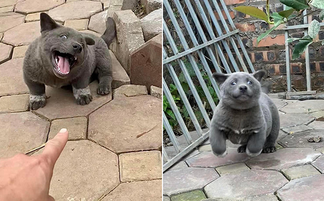 Chú chó Nguyễn Văn Dúi từng gây sốt MXH qua đời, bất ngờ trước nguyên nhân Ảnh 2