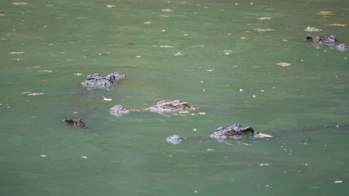 Chưa tìm thấy hết số cá sấu sổng chuồng ở Kiên Giang Ảnh 2