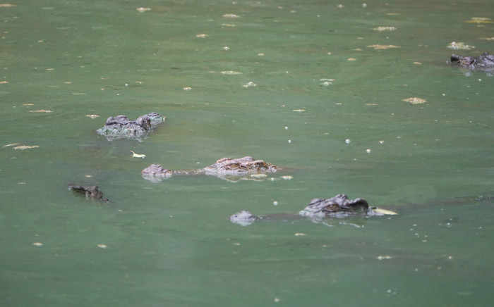 Chưa tìm thấy hết số cá sấu sổng chuồng ở Kiên Giang Ảnh 2