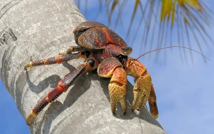 Loài cua biết leo cây và hái quả, ở Việt Nam có giá 6 - 7 triệu đồng/kg Ảnh 2